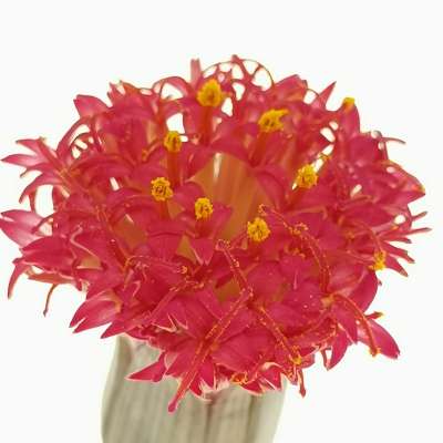 Senecio pendulus - Giromagi
