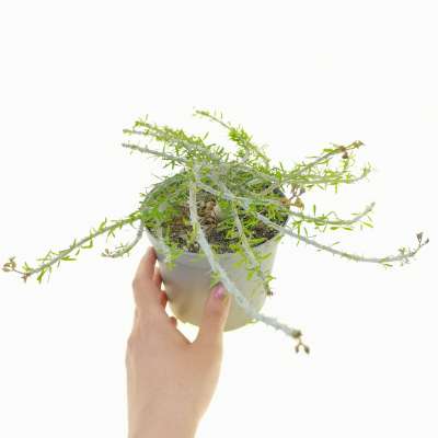 Euphorbia brachyphylla
