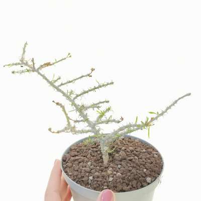 Euphorbia brachyphylla