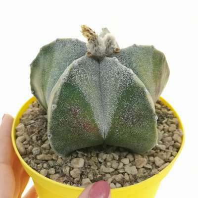 Astrophytum myriostigma cv. Milky Way f. variegata