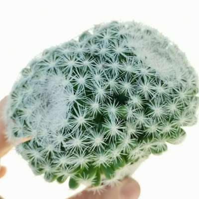 Mammillaria candida f. dicotomica