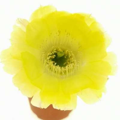 Lobivia amblayensis (Yellow flower)