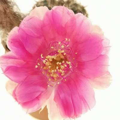 Lobivia amblayensis (Pink flower)