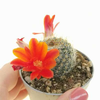 Rebutia poecilantha