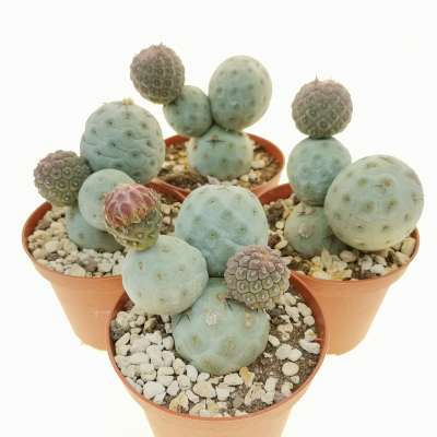 Tephrocactus geometricus - Giromagi