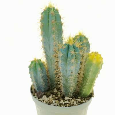 Cereus Azureus f. variegata - Giromagi
