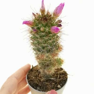 Mammillaria sphacelata var. viperina