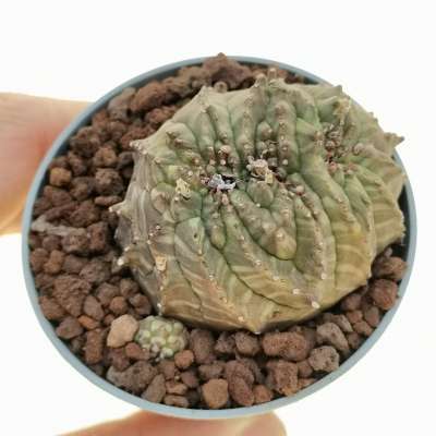 Euphorbia obesa f. crestata dicotomica - Giromagi