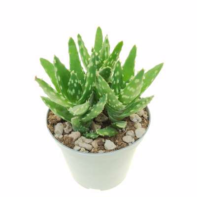 Aloe mitriformis - Giromagi
