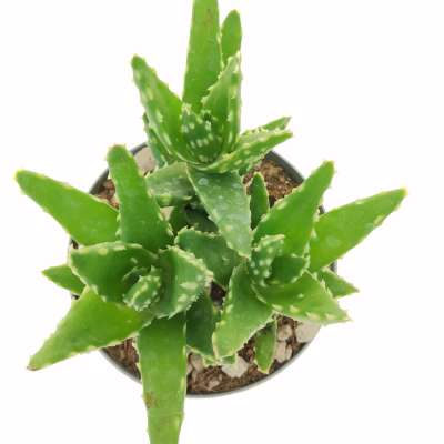 Aloe mitriformis - Giromagi
