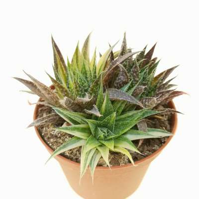 Aloe aristata f. variegata - Giromagi