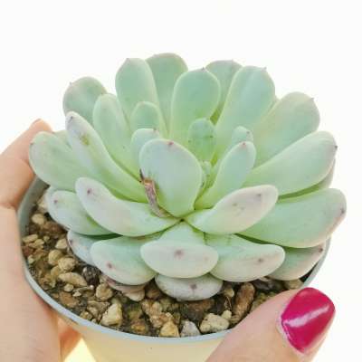 Echeveria 'Viant'