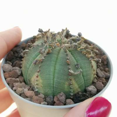 Euphorbia obesa 'Arrow'