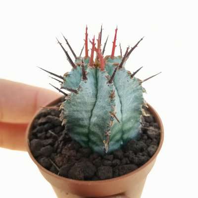 Euphorbia horrida (Spina-rossa)