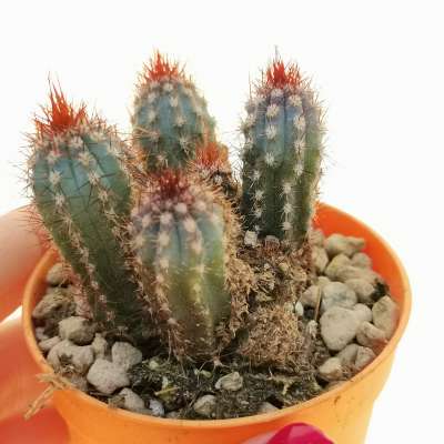 Cipocereus bradei
