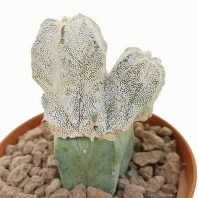 Astrophytum myriostigma cv. Onzuka f. dicotomica - Giromagi