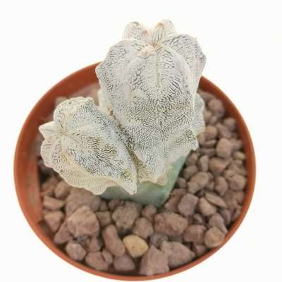 Astrophytum myriostigma cv. Onzuka f. dicotomica - Giromagi