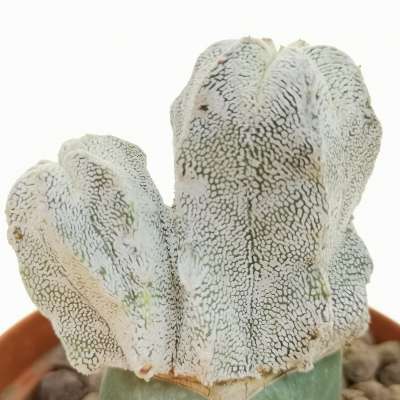Astrophytum myriostigma cv. Onzuka f. dicotomica - Giromagi