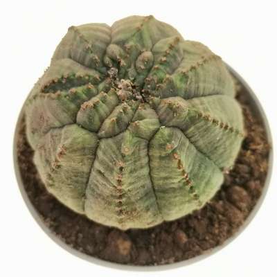 Euphorbia obesa 'Tiger form' f. crestata (Rare form) - Giromagi