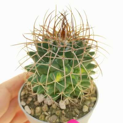 Mammillaria polythele subs. durispina f. variegata