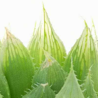 Haworthia Cooperi, alla scoperta della pianta grassa che sembra di