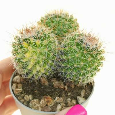 Mammillaria centraliplumosa f. variegata