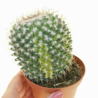 Mammillaria muehlenpfordtii f. variegata