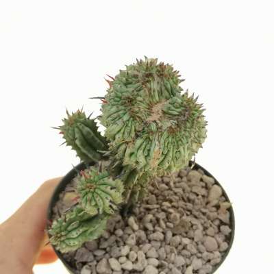 Euphorbia horrida f. crestata