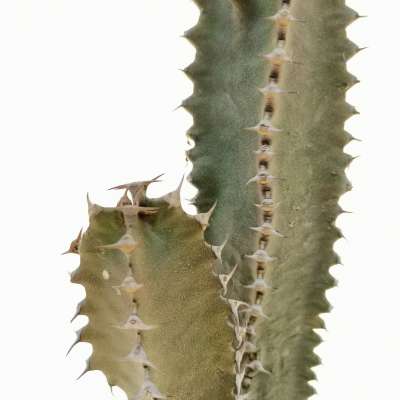 Euphorbia canariensis (dark) - Giromagi