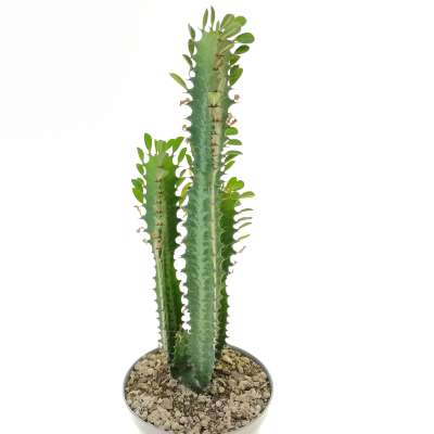 Euphorbia trigona - Giromagi