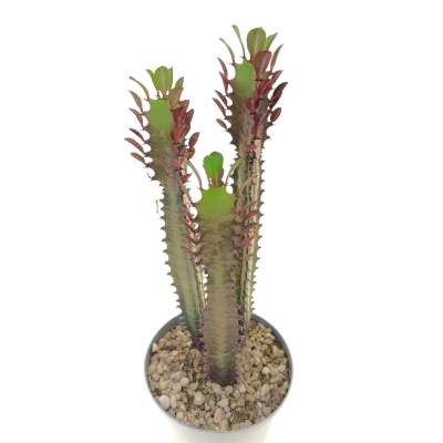 Euphorbia Trigona cv. Royal Red - Giromagi