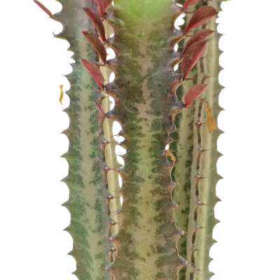 Euphorbia Trigona cv. Royal Red - Giromagi
