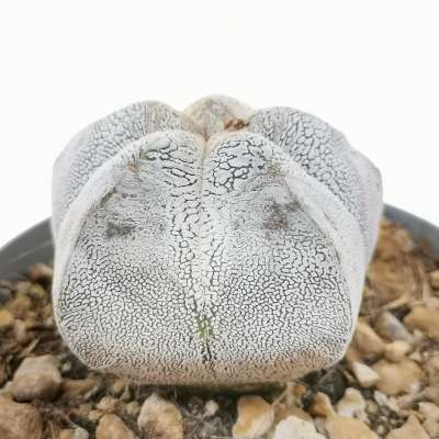 Astrophytum myriostigma cv. onzuka snow - Giromagi