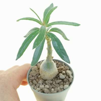 Pachypodium succulentum - Giromagi