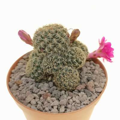 Sulcorebutia mairanana - Giromagi