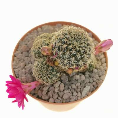 Sulcorebutia mairanana - Giromagi