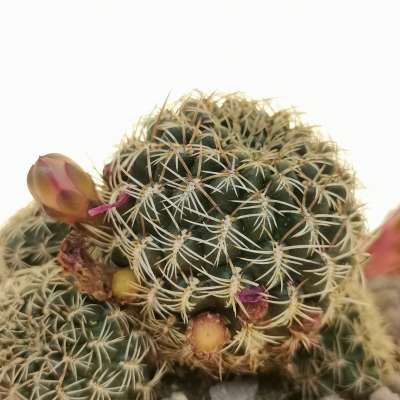 Sulcorebutia mairanana - Giromagi