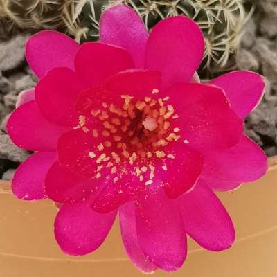 Sulcorebutia mairanana - Giromagi