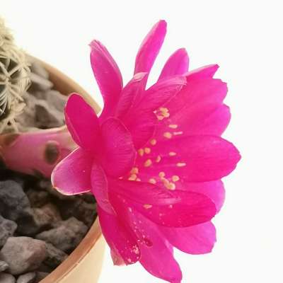 Sulcorebutia mairanana - Giromagi