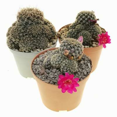 Sulcorebutia mairanana - Giromagi