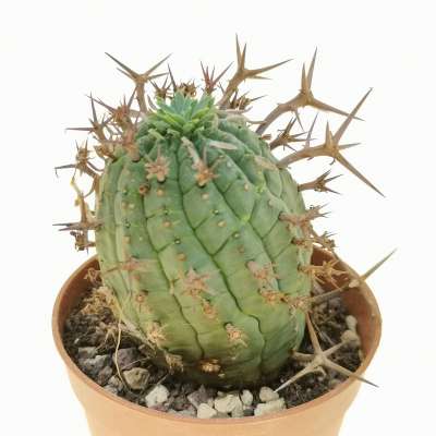 Euphorbia stellispina - Giromagi