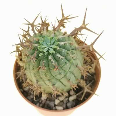 Euphorbia stellispina - Giromagi
