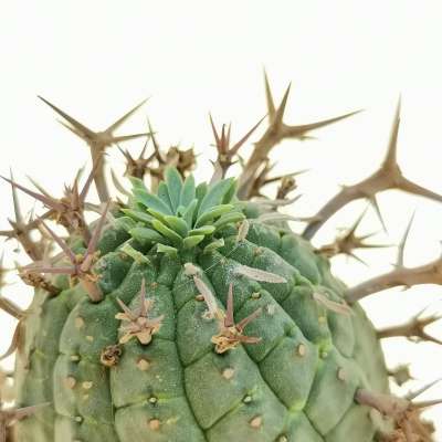 Euphorbia stellispina - Giromagi