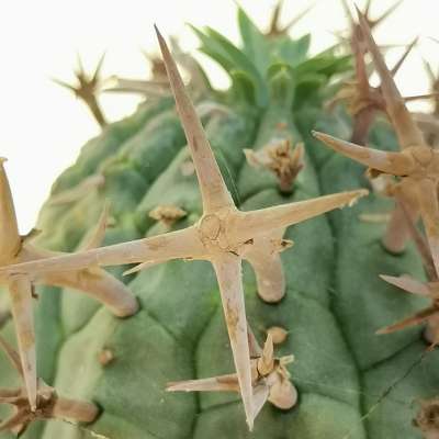 Euphorbia stellispina - Giromagi