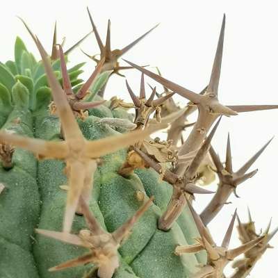 Euphorbia stellispina - Giromagi