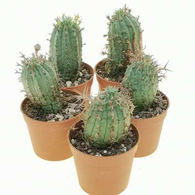 Euphorbia stellispina - Giromagi