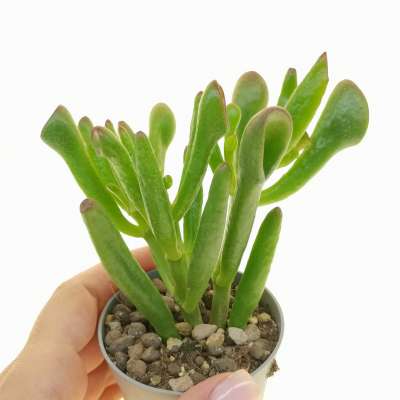 Crassula cv. Hobbit