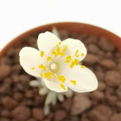 Avonia quinaria ssp. quinaria (white flower) - Giromagi