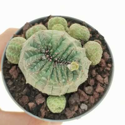 Euphorbia obesa f. crestata prolifera (Rare form)