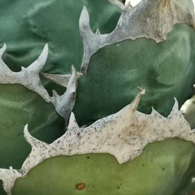 Agave titanota 'Cesar' - Agave Plants Store - Tropics @Home